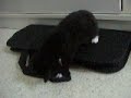 Faloesy & Simba & Feline 4 weeks old