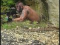 Rambo uit Bosnië