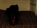 Sadie and her kong toy