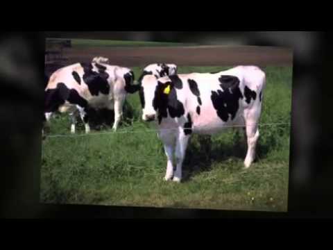 how to isolate soy protein