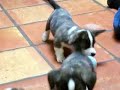 Seven-week-old Brindle Cardigan Corgi Pups