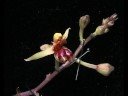 playing with orchid (Plocoglottis lowii) Orchidaceae playing with orchid (Plocoglottis lowii) Orchidaceae