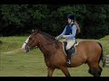 berriewood horses part 1 berriewood horses part 1