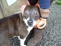 Buster Brown at LCAS. VERY URGENT!!!!