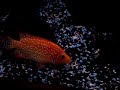 red texas cichlid 2
