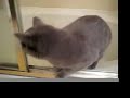 British Shorthair Bathtub Play British Shorthair Bathtub Play