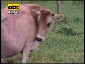 Inseminaci�n Artificial