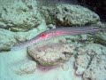MEXICAN DIVE / PLONGEE MEXIQUE PATRICK HAUGUEL MEXICAN DIVE / PLONGEE MEXIQUE PATRICK HAUGUEL