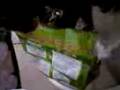 videos de Cat desires fish food