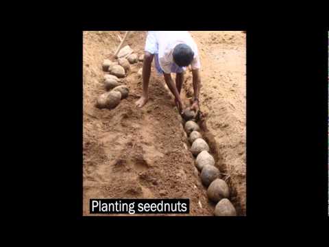 how to replant coconut