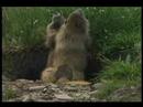 Olympic National Park Marmots Boxing