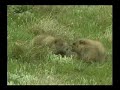 Olympic National Park Marmots Boxing