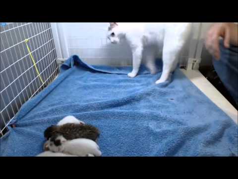 how to know kittens gender