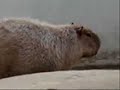 Capybara at Chiba zoological park