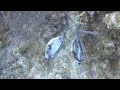 Fighting Trunkfish