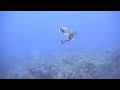 Fighting Trunkfish