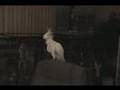 Dancing Kakadu hiphop very funny