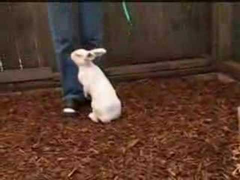 rabbits