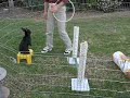 rabbit agility