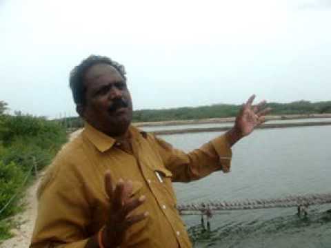 Prawn cultivation farmers experience, Muthupettai