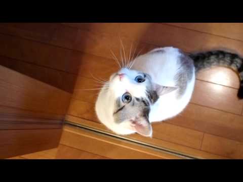 「目がすごくカワイイ。ほれぼれしちゃう猫ちゃん」のイメージ