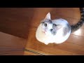 目がすごくカワイイ。ほれぼれしちゃう猫ちゃんのサムネイル1