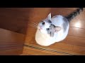 目がすごくカワイイ。ほれぼれしちゃう猫ちゃんのサムネイル2