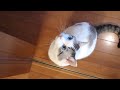 目がすごくカワイイ。ほれぼれしちゃう猫ちゃんのサムネイル3