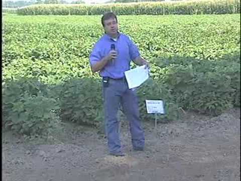 how to fertilize citrus trees in louisiana