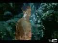 Fields of Gold - stng