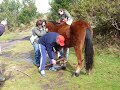 cabalo con pexa no monte acibal cabalo con pexa no monte acibal