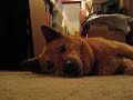 Crazy dog makes demon noises