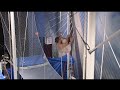 TSNY STAFF SHOW 9.08-Static Trapeze Carly
