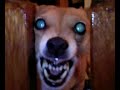 evil dog