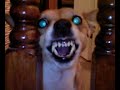 evil dog