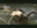anaconda crushing force at 90psi?