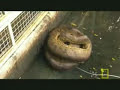 anaconda crushing force at 90psi?
