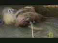 Anaconda-crushing-fo