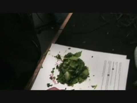 how to replant butter lettuce