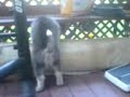 3/4 Siberian Husky 1/4 Alaskan Malamute Sitting. 3/4 Siberian Husky 1/4 Alaskan Malamute Sitting.