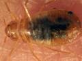 Bed Bugs on the Rise  - submitted by funpy on Thu Aug 26 2010 at 04:52am