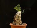 Bonsai olive (raw) - Wave