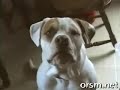 perros parlantes