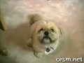 perros parlantes