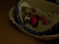 jack russell 11 dicembre 2007 lucy