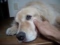 cocoちゃんをなでなで