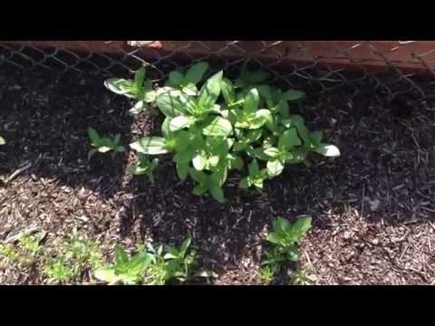how to transplant a zinnia