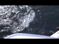 humpbacks: roswell and calf off cape cod