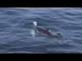 humpbacks: roswell and calf off cape cod