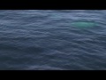 humpbacks: roswell and calf off cape cod